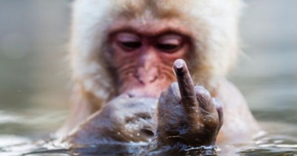 monkey-giving-the-finger